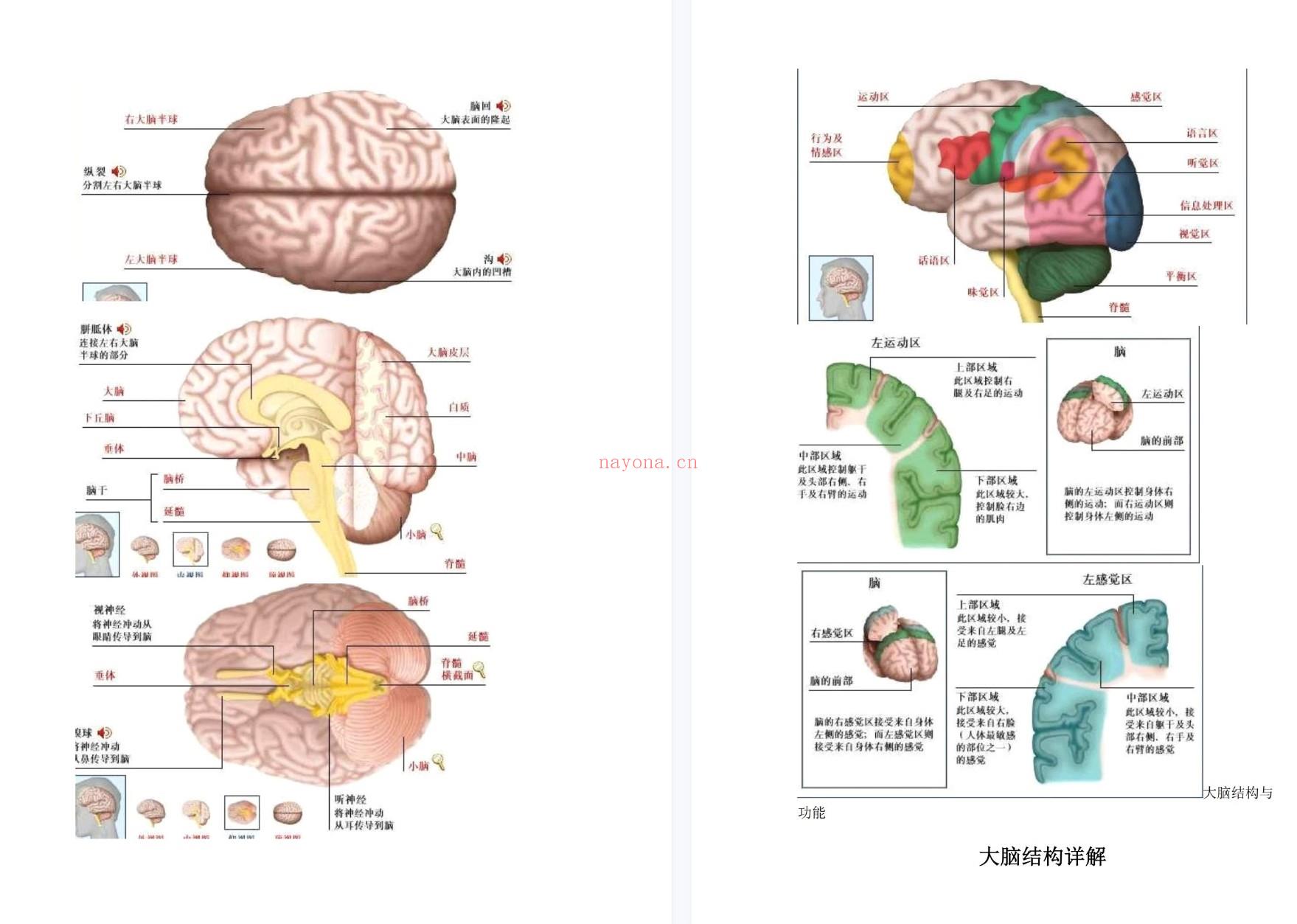 【电子书会员更新】673.大脑结构与功能 百度网盘资源