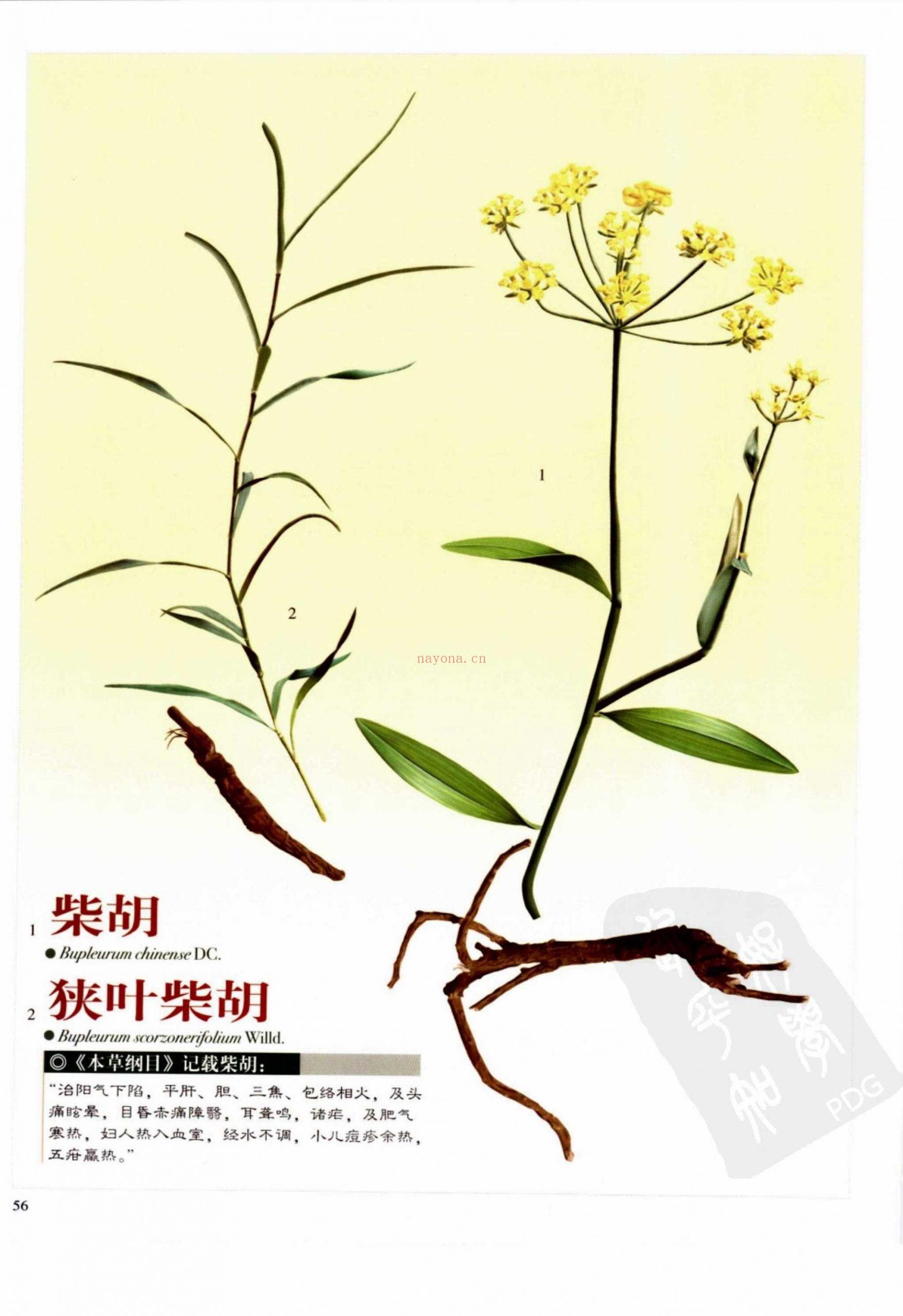 实用本草纲目彩色图鉴 电子书 (本草纲目彩色药图)