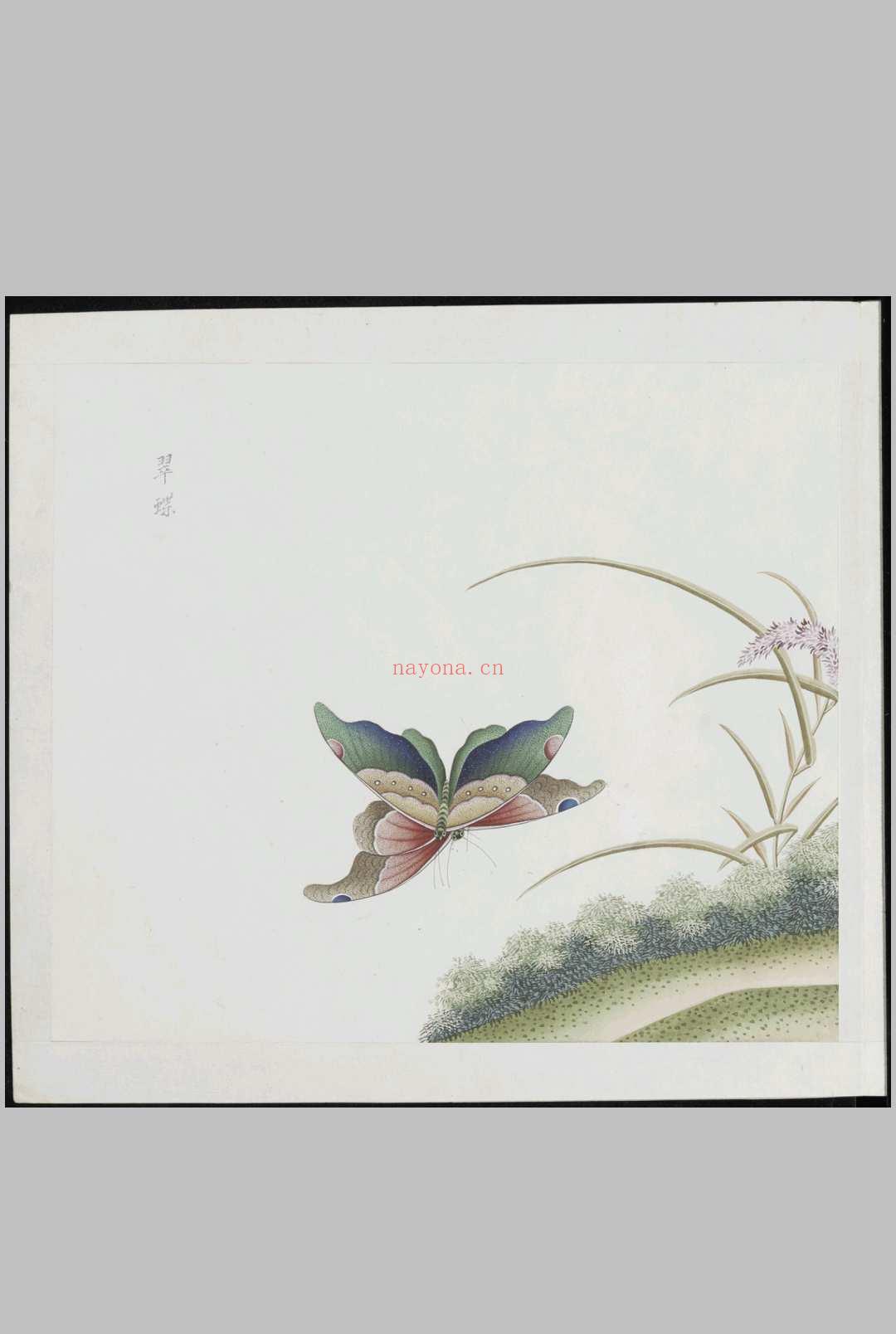 各样草虫图册.十二册.二百八十八幅.水粉.外销画.约1773-1776年 (华岩花鸟草虫图册)