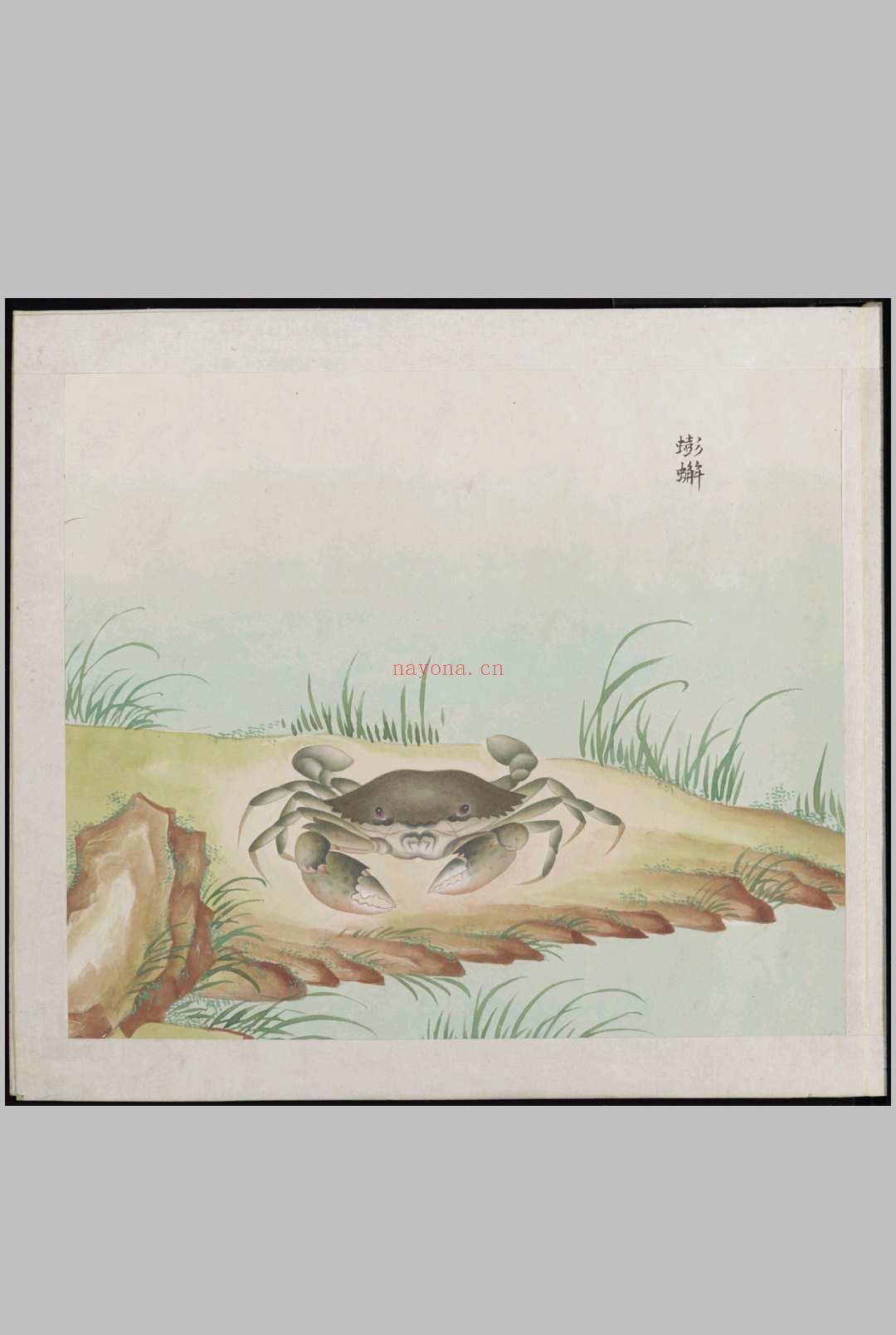 各样鱼图册.十二册.二百八十八幅.水粉.外销画.约1773-1776年