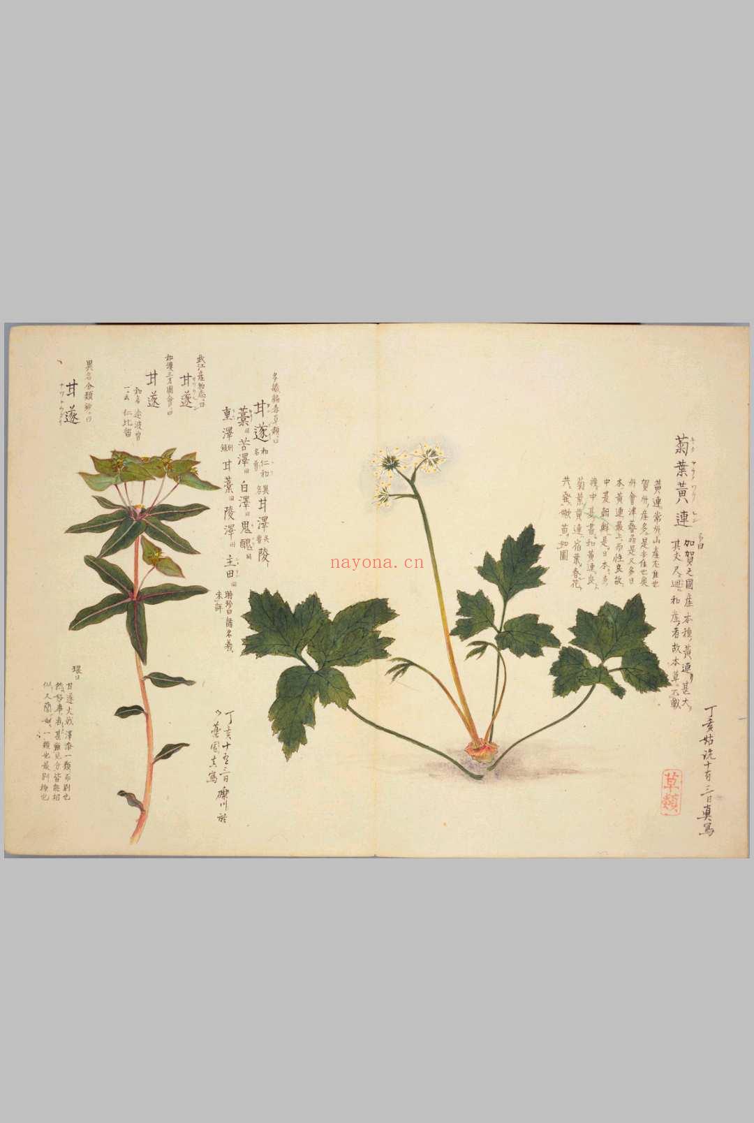 梅园百花画谱.目录.春夏秋冬四部.毛利梅园.书画.1825年序