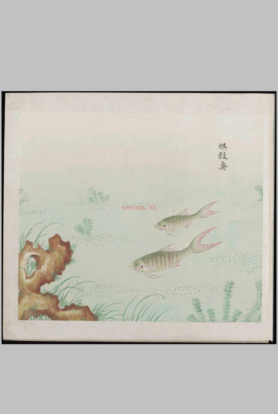 各样鱼图册.十二册.二百八十八幅.水粉.外销画.约1773-1776年