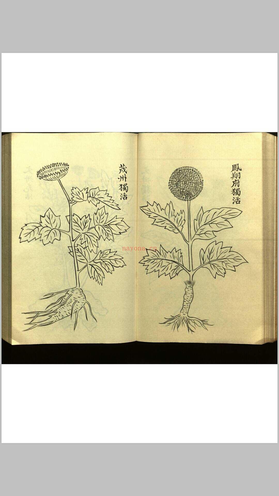 绍兴校定经史证类备急本草画(据卷二至五目录题) 五卷 (宋) 高绍功 等校定 (绍兴校定经史证类备急本草)