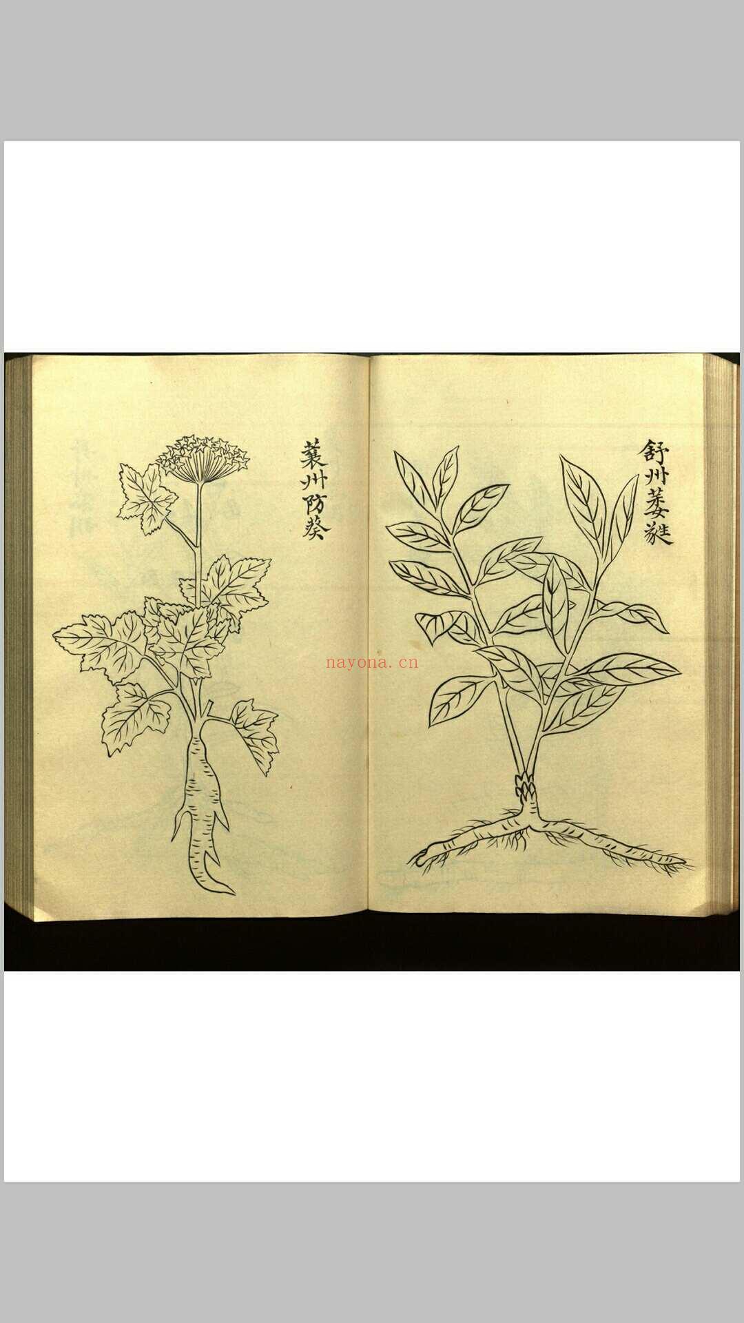 绍兴校定经史证类备急本草画(据卷二至五目录题) 五卷 (宋) 高绍功 等校定 (绍兴校定经史证类备急本草)