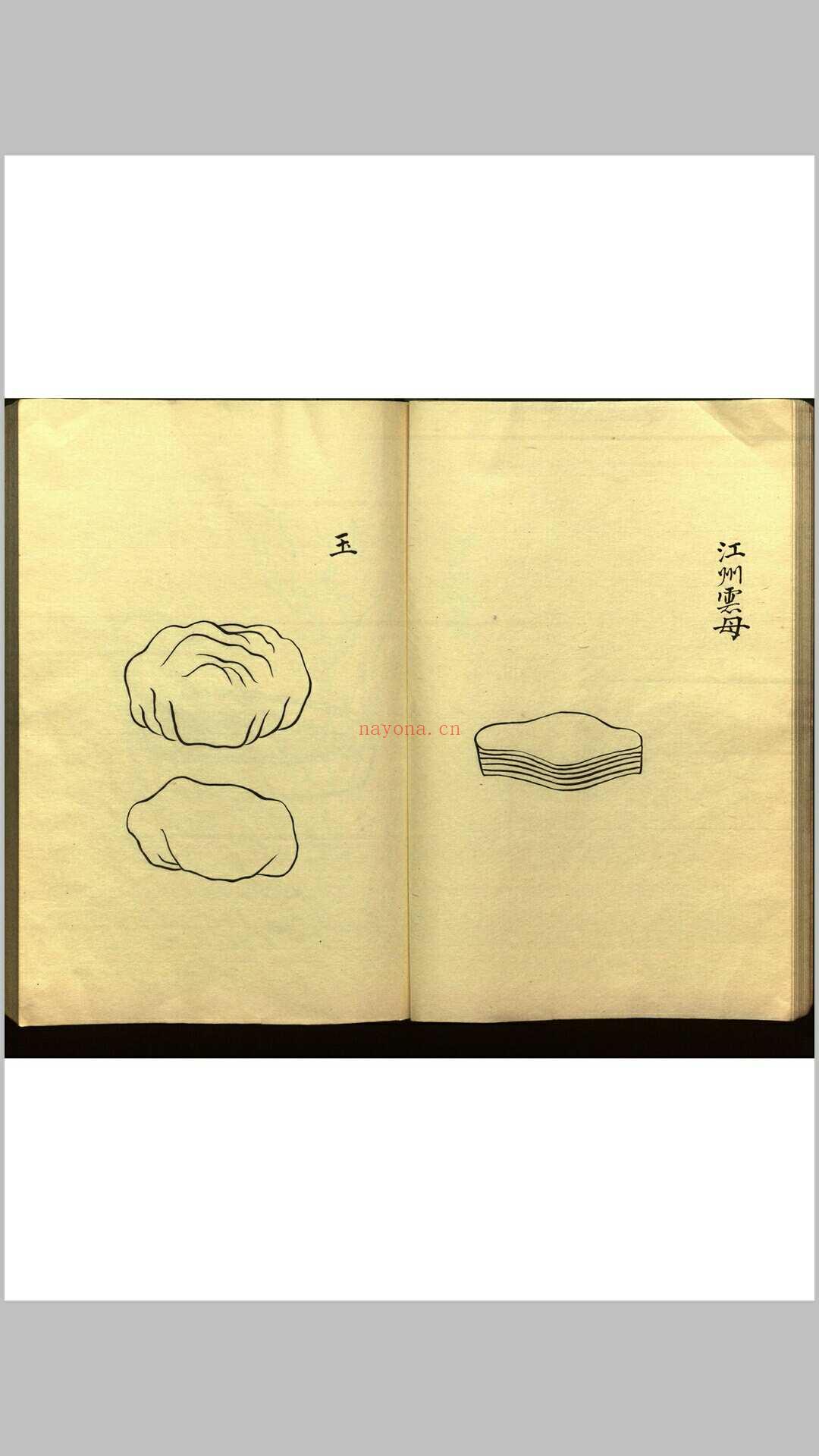 绍兴校定经史证类备急本草画(据卷二至五目录题) 五卷 (宋) 高绍功 等校定 (绍兴校定经史证类备急本草)