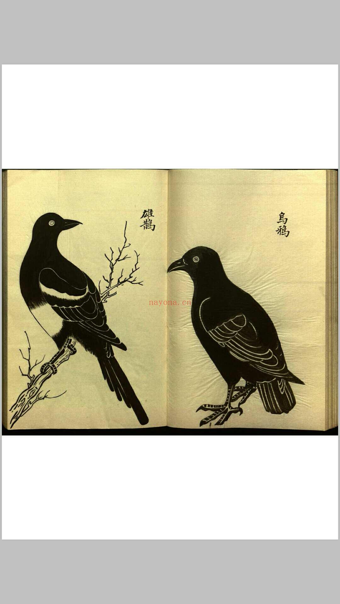 绍兴校定经史证类备急本草画(据卷二至五目录题) 五卷 (宋) 高绍功 等校定 (绍兴校定经史证类备急本草)