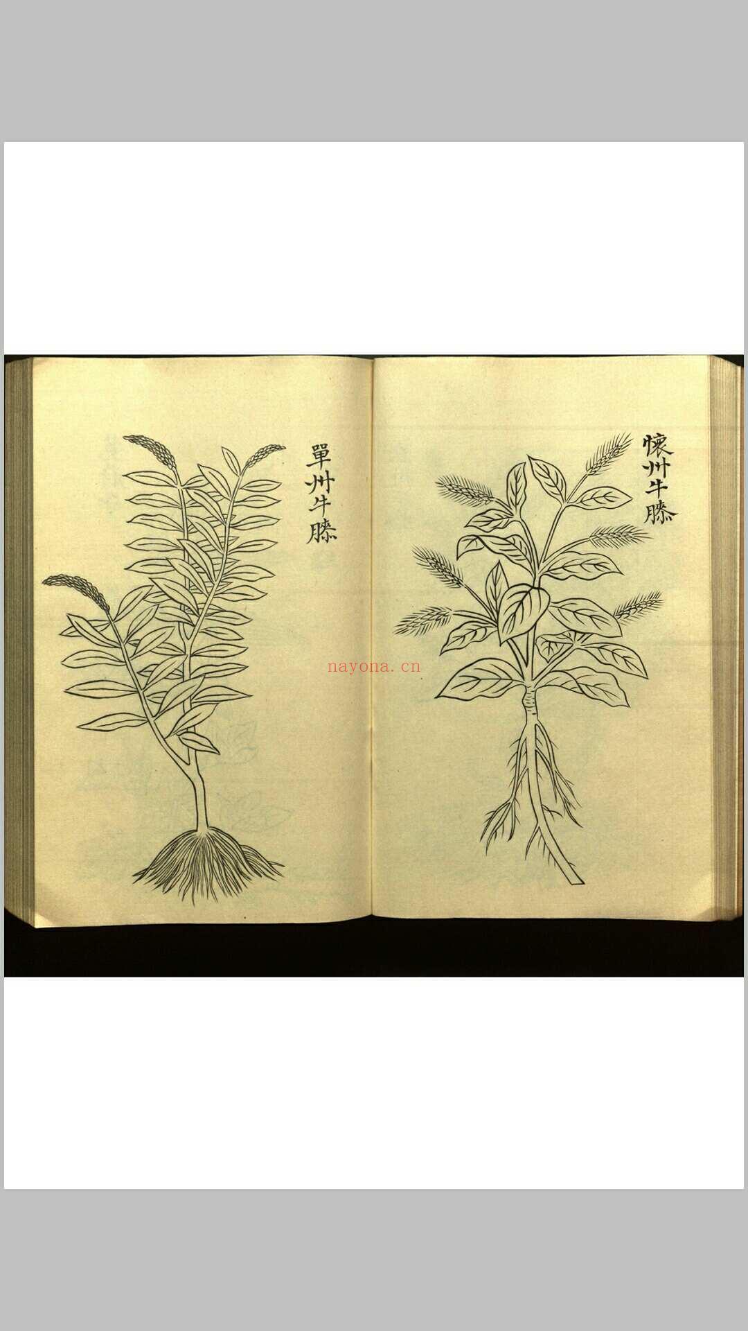 绍兴校定经史证类备急本草画(据卷二至五目录题) 五卷 (宋) 高绍功 等校定 (绍兴校定经史证类备急本草)