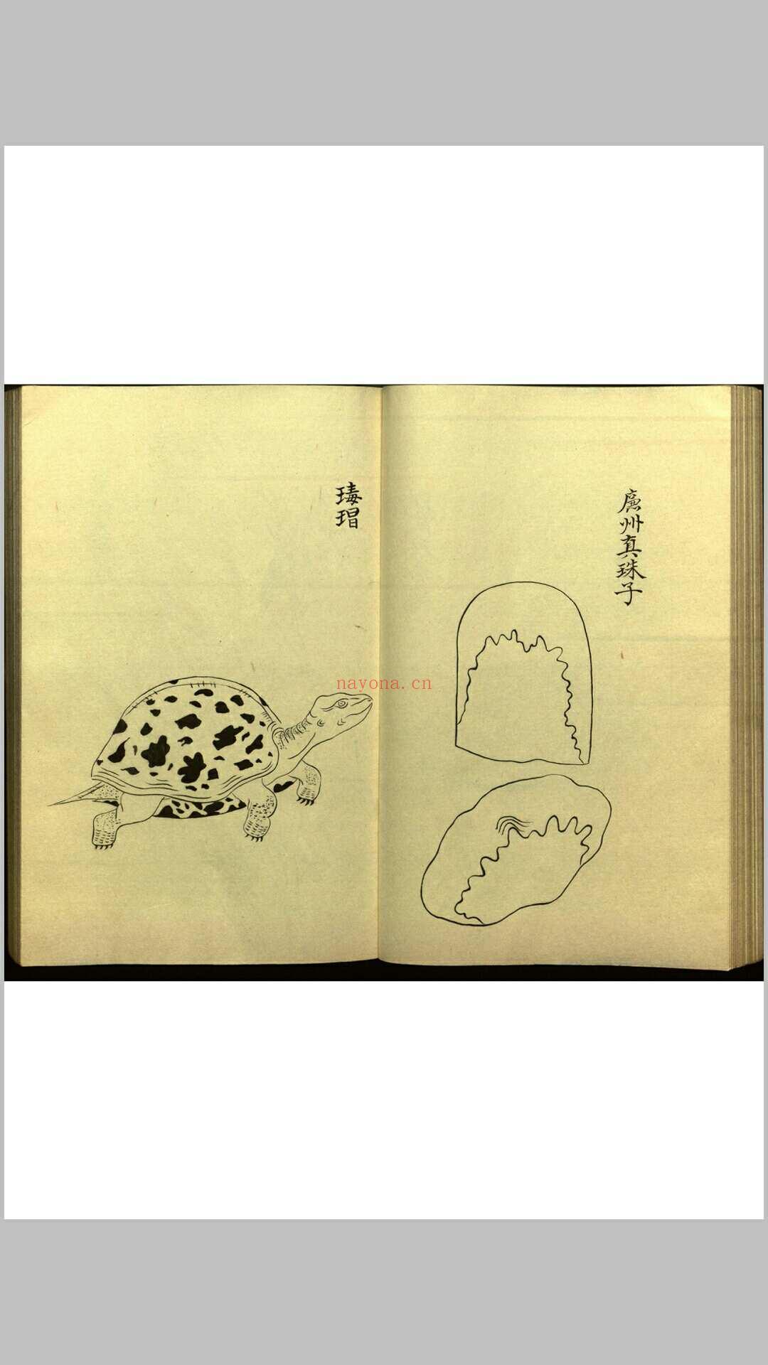 绍兴校定经史证类备急本草画(据卷二至五目录题) 五卷 (宋) 高绍功 等校定 (绍兴校定经史证类备急本草)