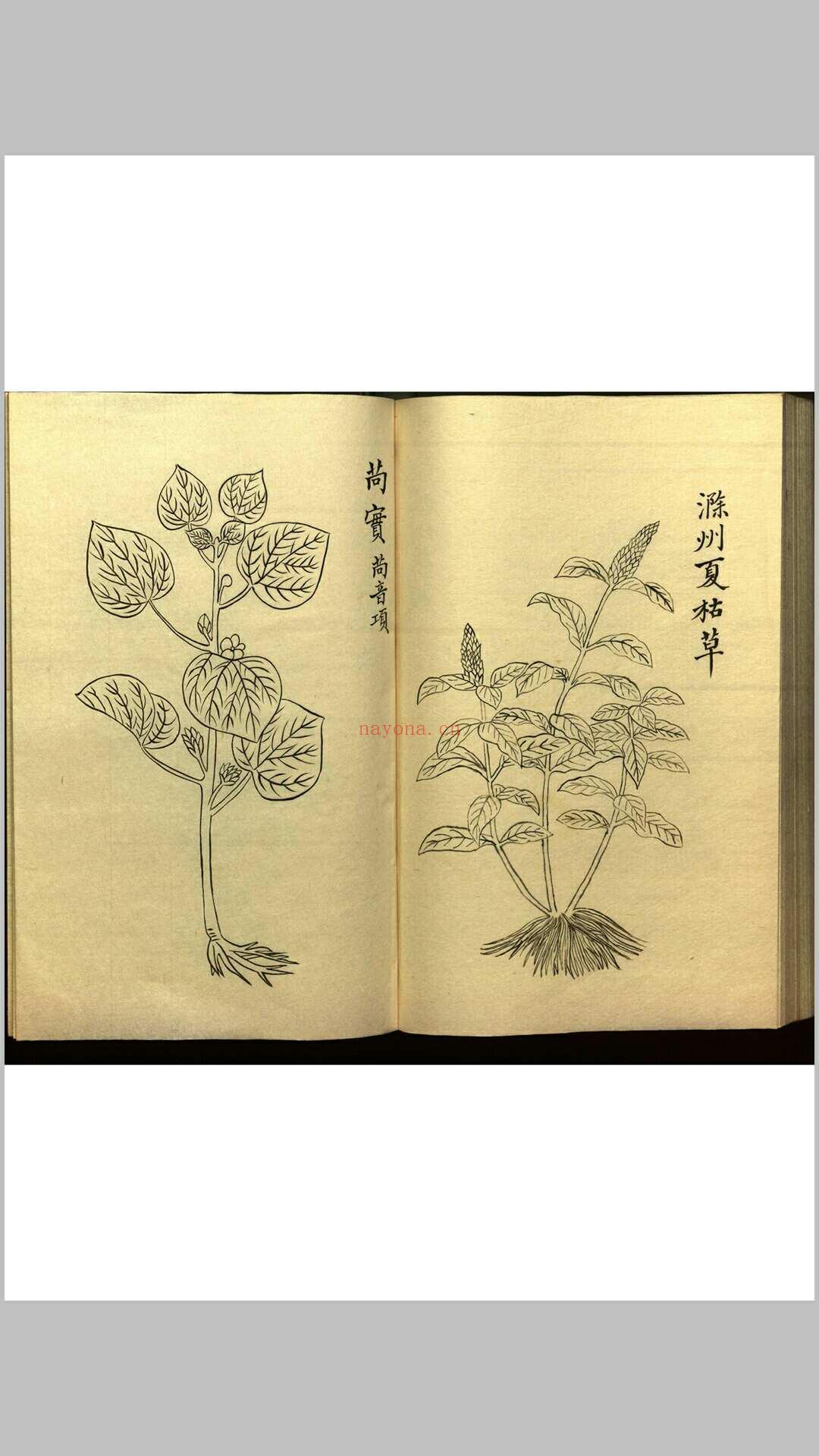 绍兴校定经史证类备急本草画(据卷二至五目录题) 五卷 (宋) 高绍功 等校定 (绍兴校定经史证类备急本草)