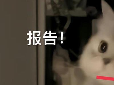 （5498期）黑科技纯原创可爱猫咪图片，全网精准引流，实操5个VX号被加频繁