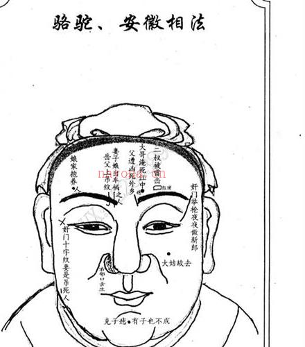 骆驼相法PDF电子书三册百度网盘资源(骆驼相法秘笈pdf)