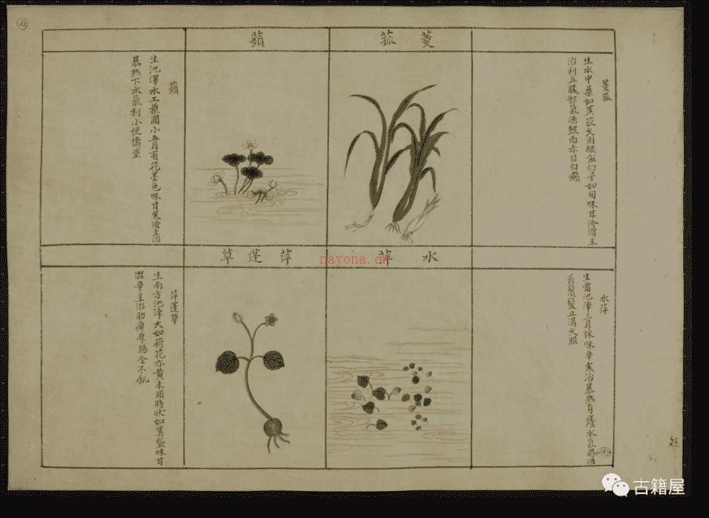 古籍绘画册《中国动植物》