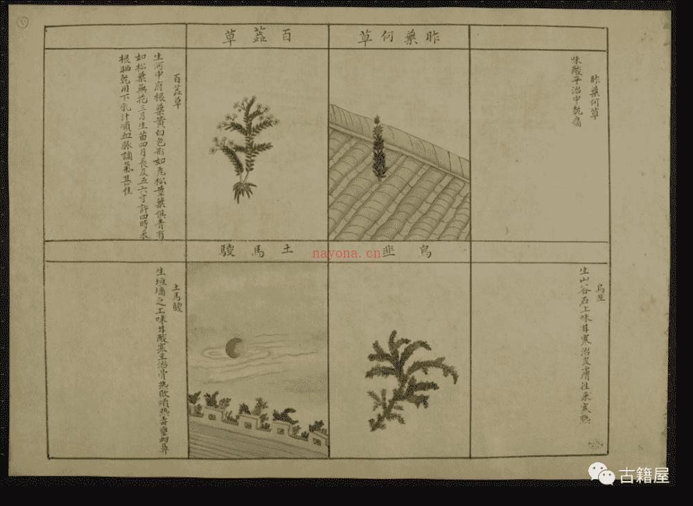 古籍绘画册《中国动植物》