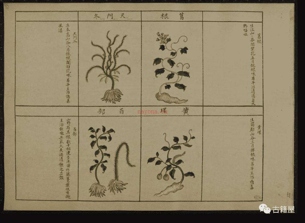 古籍绘画册《中国动植物》