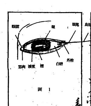 陈鼎龙-中国手面相婚姻专题讲义.pdf79插图