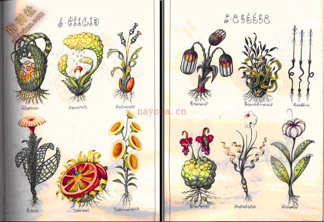 《塞拉菲尼抄本》（The Codex Seraphinianus）