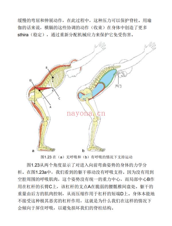 瑜伽解剖学（全彩图解第2版）|