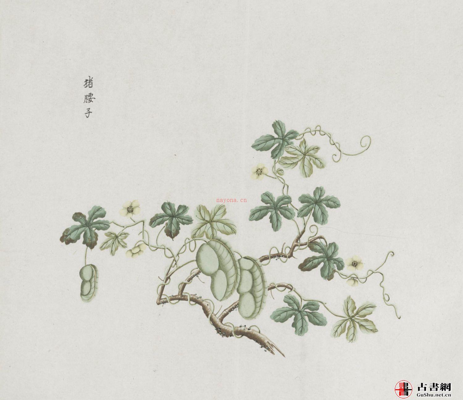 各样药材图册. 十二册. 一千二百幅. 水粉. 外销画. 约 1773-1776 年