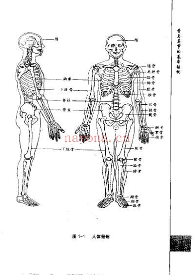 正骨圫.pdf