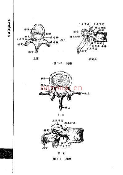 正骨圫.pdf