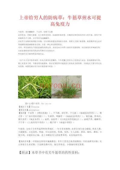 上帝给穷人的防病草_牛筋草煎水可提高免疫力.pdf