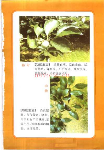 精编本草纲目.pdf