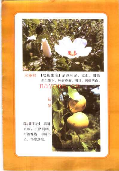 精编本草纲目.pdf