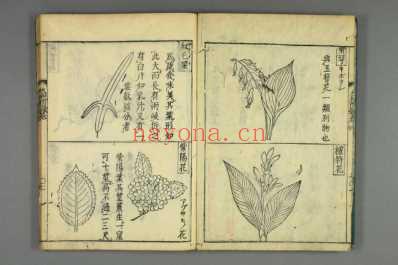 大和本草-日宽永刻本_十八.pdf