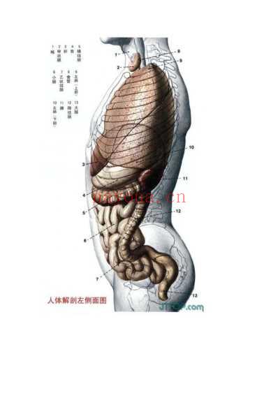 最全高清人体解剖图_彩图版.pdf