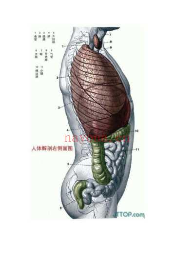 最全高清人体解剖图_彩图版.pdf