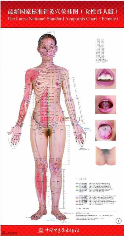 国家最新标准针灸穴位图.pdf