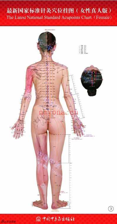 国家最新标准针灸穴位图.pdf