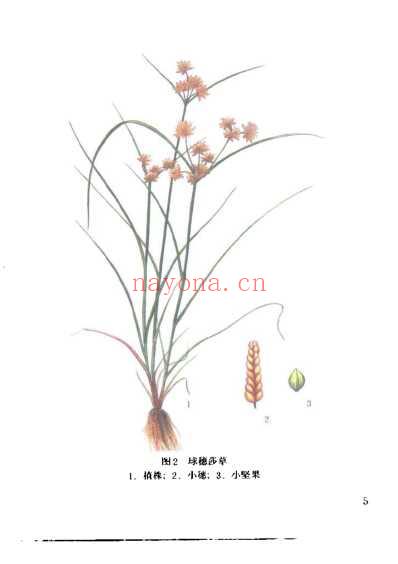 实用中草药彩色图集-第7册.pdf