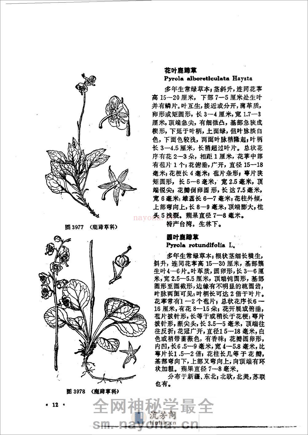 中国高等植物图鉴.第三册 - 第18页预览图