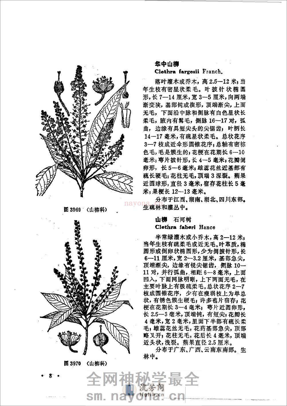中国高等植物图鉴.第三册 - 第14页预览图