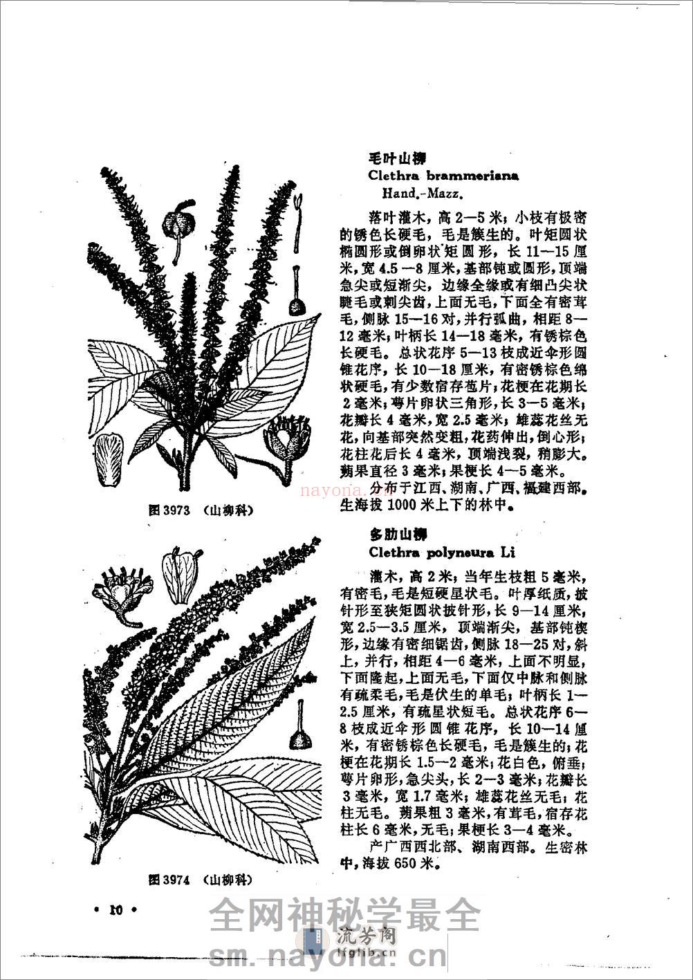 中国高等植物图鉴.第三册 - 第16页预览图