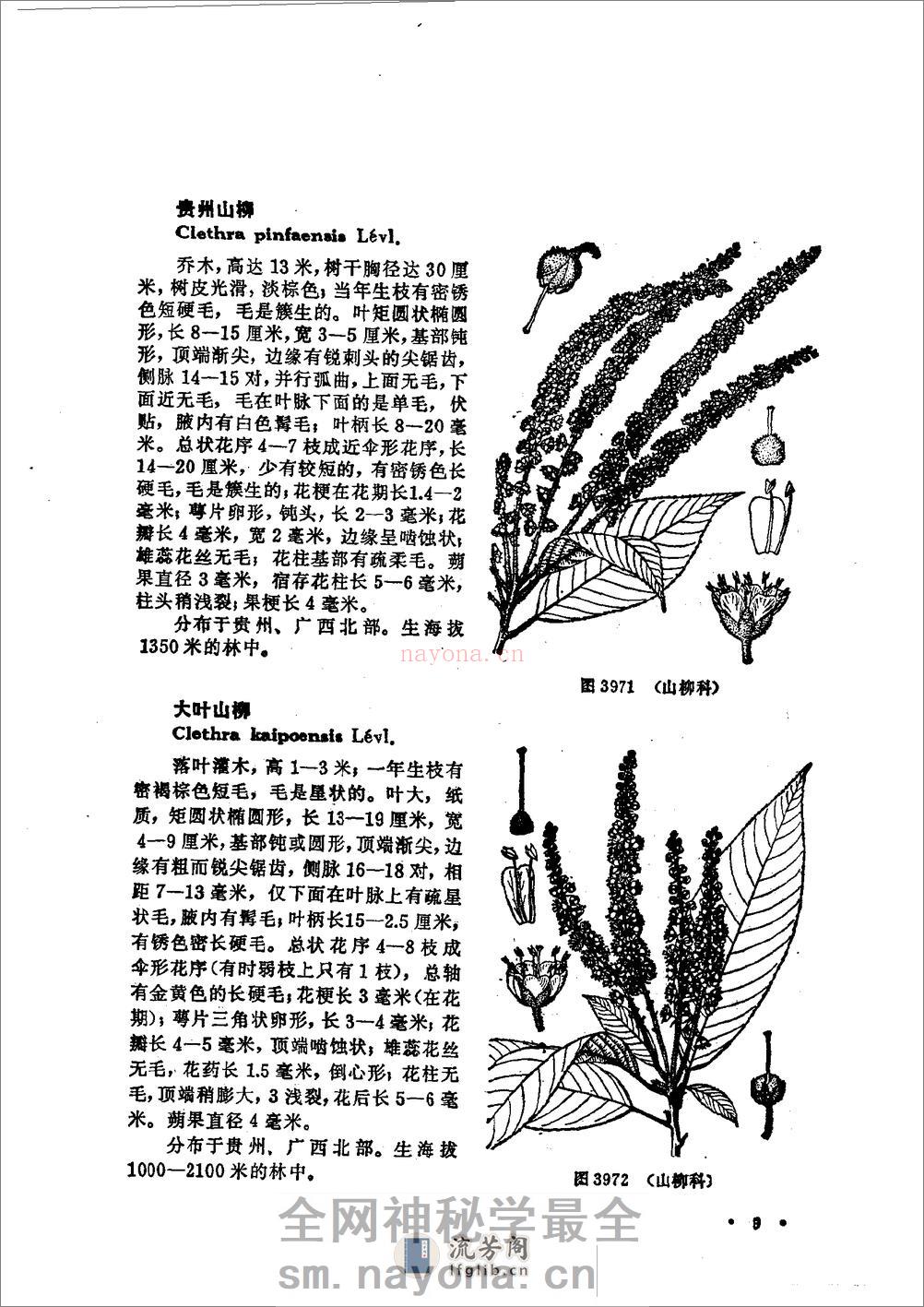 中国高等植物图鉴.第三册 - 第15页预览图