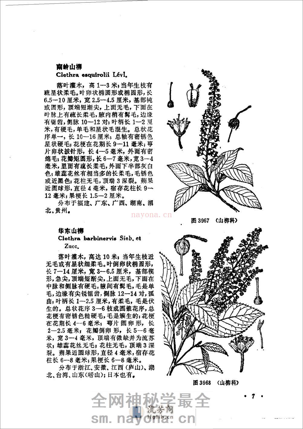 中国高等植物图鉴.第三册 - 第13页预览图