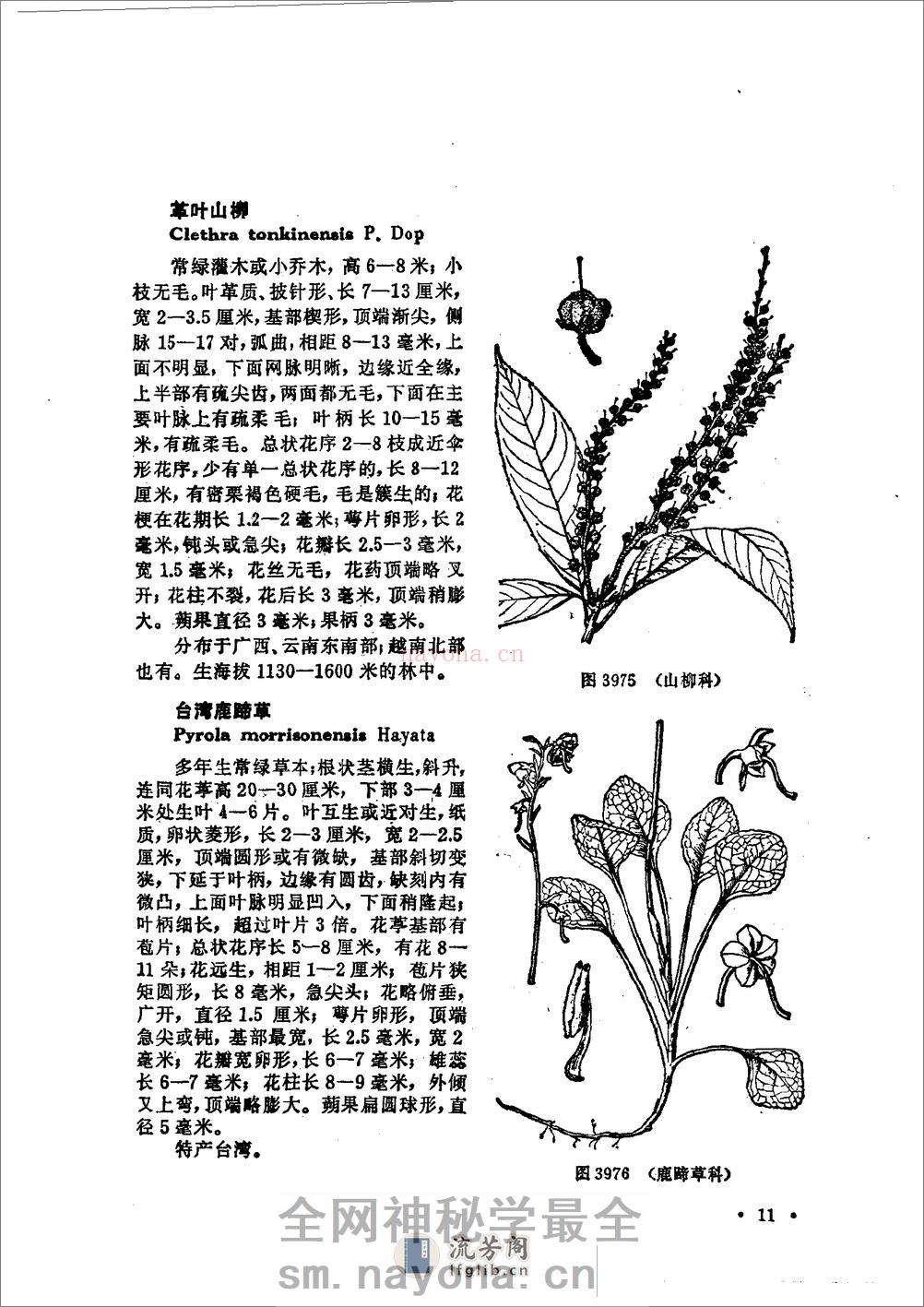 中国高等植物图鉴.第三册 - 第17页预览图