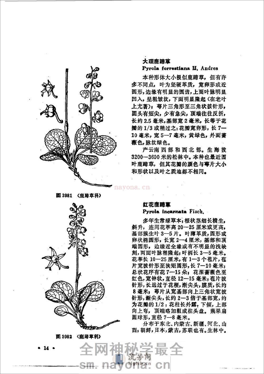 中国高等植物图鉴.第三册 - 第20页预览图