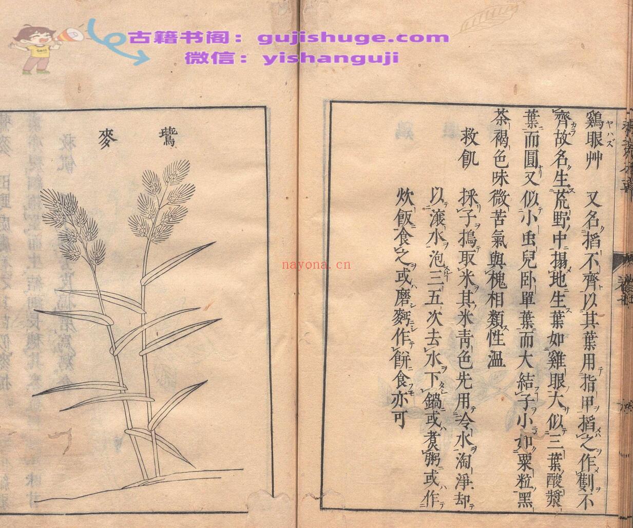 周宪王救荒本草 徐光启 王磐 明刊本