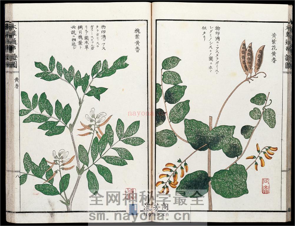 本草通串证图.5册.木村雅经.山下守胤.山下弌胤.松浦守美.画.木版色刷.1853年 - 第16页预览图