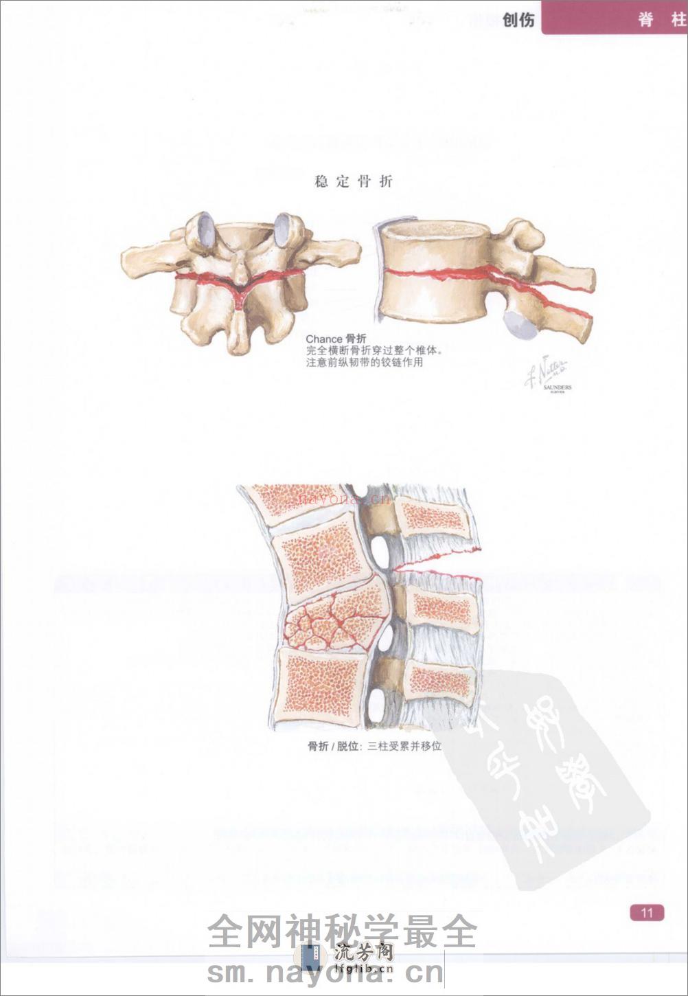 奈特简明骨科学彩色图谱（高清中文版） - 第19页预览图