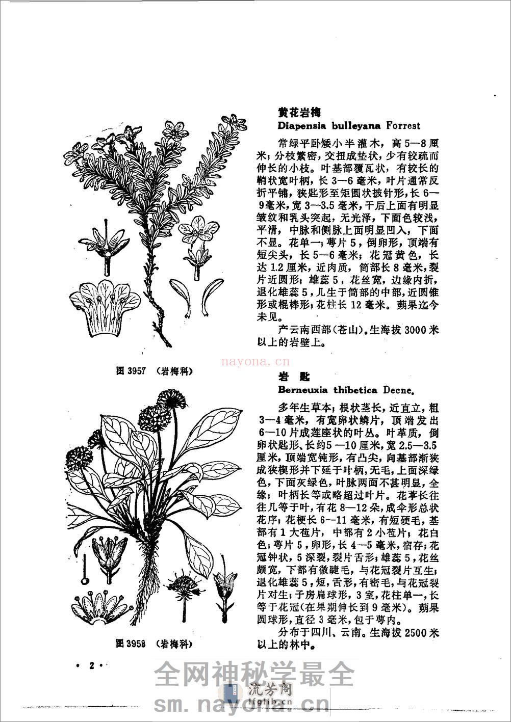 中国高等植物图鉴.第三册 - 第8页预览图