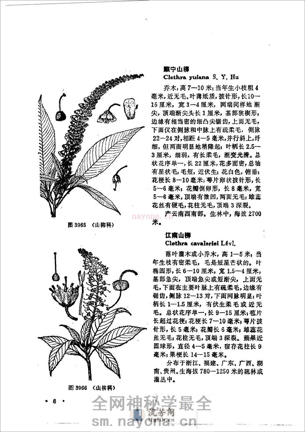 中国高等植物图鉴.第三册 - 第12页预览图