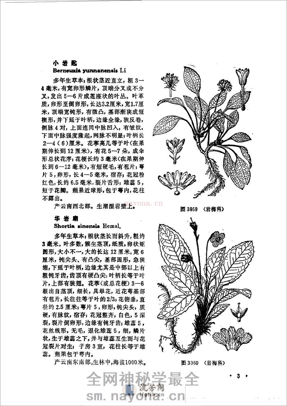 中国高等植物图鉴.第三册 - 第9页预览图