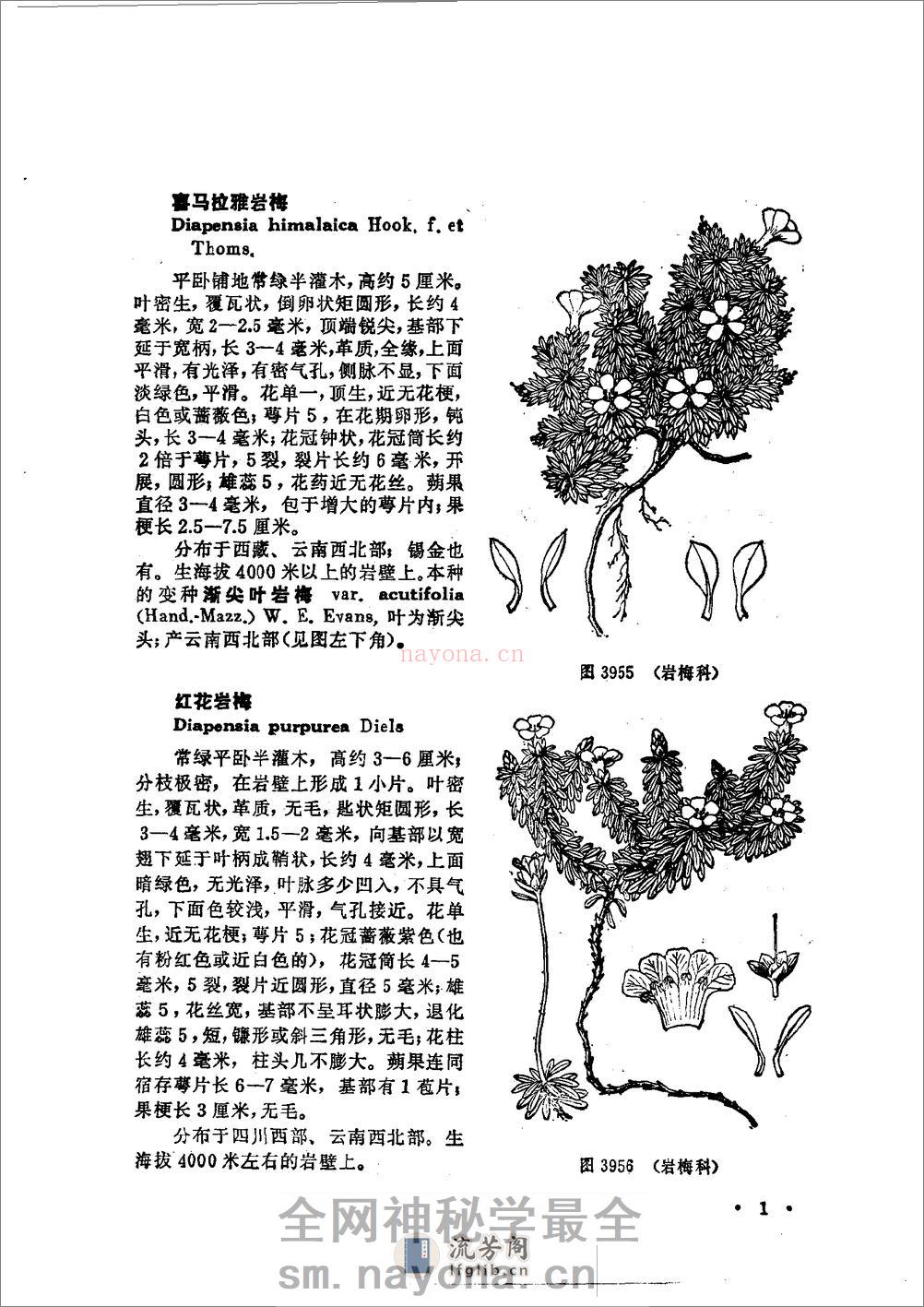 中国高等植物图鉴.第三册 - 第7页预览图