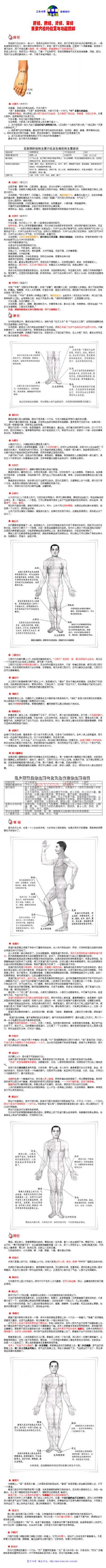 肝经-脾经-肾经-胃经重要穴位的位置与功能图解.pdf