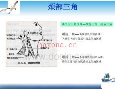 颈部淋巴结分区.pdf