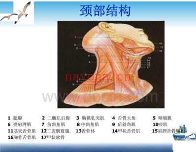 颈部淋巴结分区.pdf